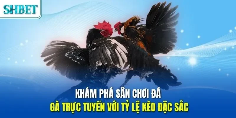 Trang chủ 48 Khám phá sân chơi đá gà trực tuyến với tỷ lệ kèo đặc sắc